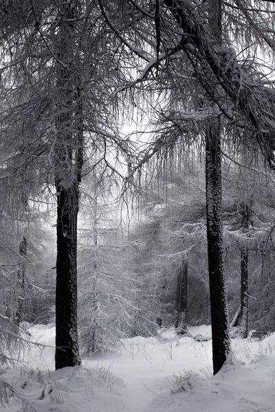 Cold and snow in the woods — Stock Photo, Image
