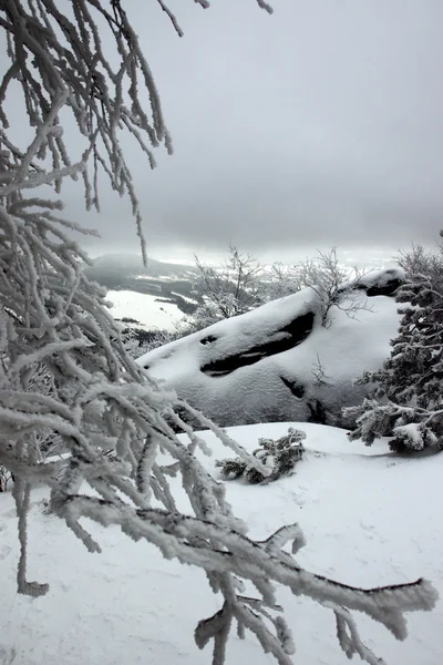 Cold and snow in the woods — Stock Photo, Image