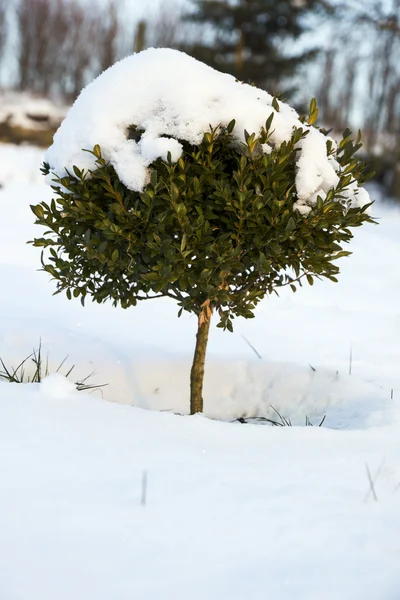 Havas táj fákkal télen — Stock Fotó