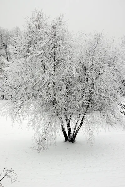 Snöigt landskap med träd på vintern — Stockfoto