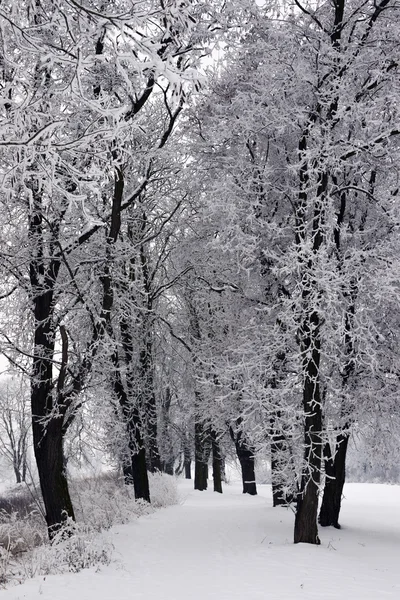 Sneeuwlandschap met bomen in de winter — Stockfoto