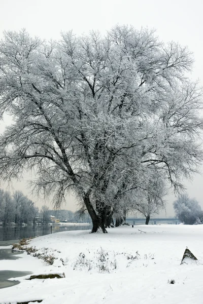 Снежный пейзаж с деревьями зимой — стоковое фото