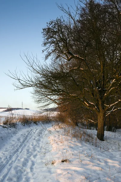 Snöigt landskap med träd på vintern — Stockfoto