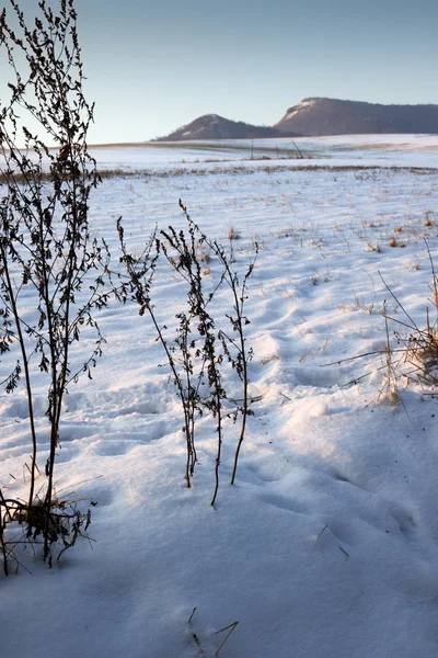 Paesaggio innevato con alberi in inverno — Foto Stock