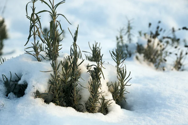 Arbusto de lavanda enterrado en la nieve —  Fotos de Stock