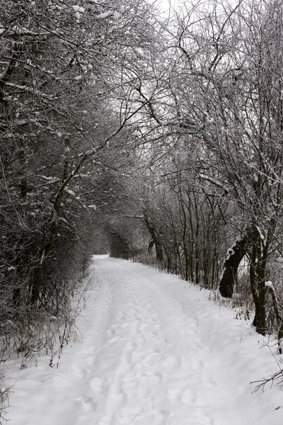 冬季有树木的雪景 — 图库照片