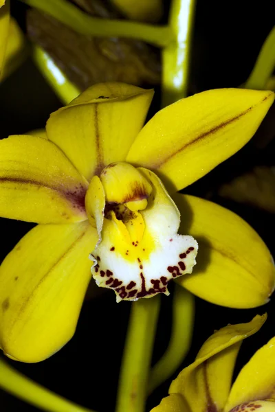 Smukke blomster i den botaniske have - Stock-foto