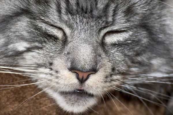 美しい若い猫メインあらいくま — ストック写真