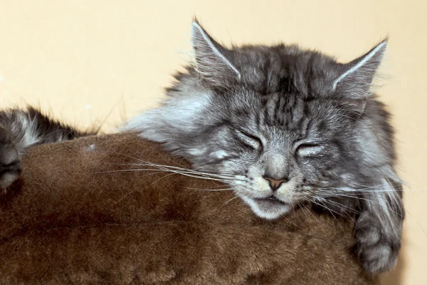 Όμορφη νεαρή γάτα κύρια coon — Φωτογραφία Αρχείου