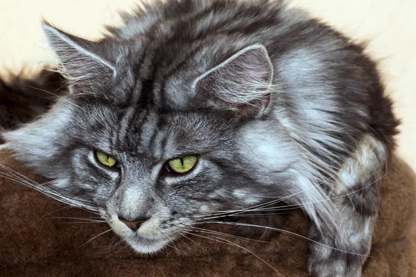 Красива молода кішка головний кузен — стокове фото
