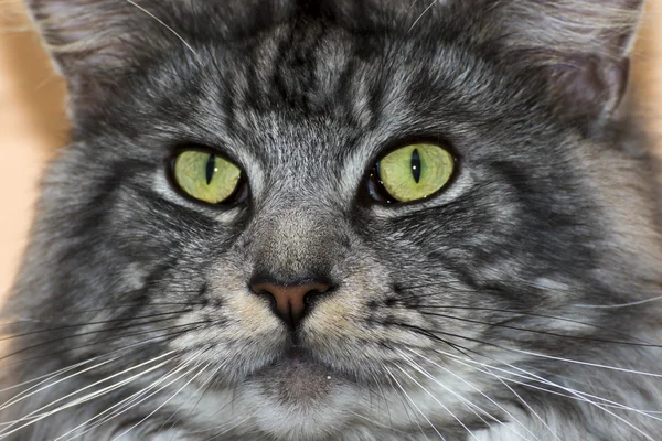 Красива молода кішка головний кузен — стокове фото