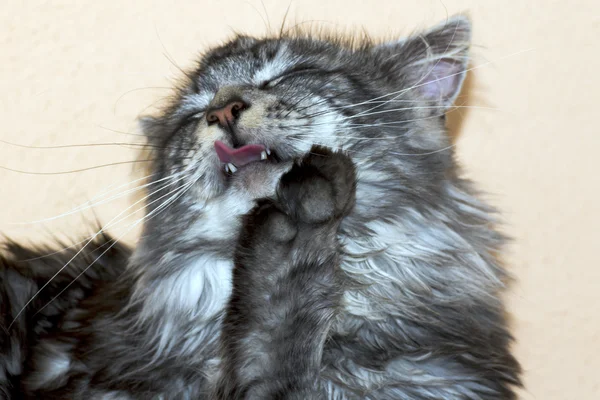 Bonito jovem gato casulo principal — Fotografia de Stock