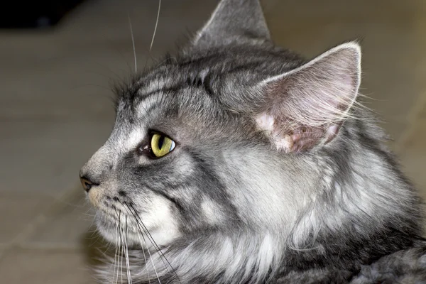 Bellissimo giovane gatto procione principale — Foto Stock