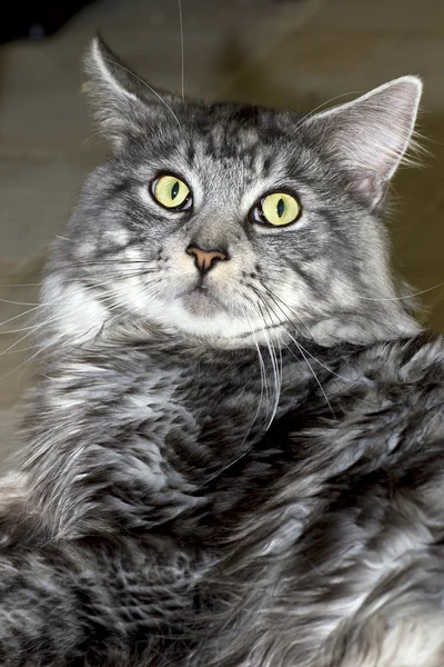 Beautiful young cat main coon — Stock Photo, Image
