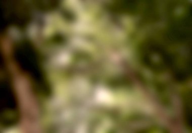 Yaz ve bahar sezonu Bokeh arka planı. Yapraklar ve ağaç bulanıklaşır. Taze ışık, güneşli yeşil. soyut arkaplan gökyüzü güneş yeşil turuncu lüks 