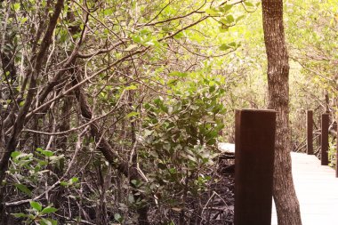 Yaz ve bahar sezonu Bokeh arka planı. Yapraklar ve ağaç bulanıklaşır. Taze ışık, güneşli yeşil. soyut arkaplan gökyüzü güneş yeşil turuncu lüks 