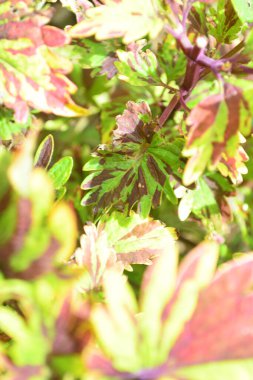 Düzen yeşil yapraklar yaptı. Doğa konsepti. Orman bahçesinde yaz ya da bahar mevsiminde yeşil yaprak. Duvar kâğıdı fikri, ağaç, organik yemyeşil. konsept tasarım modeli. seçici odak