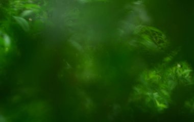 Bulanık ya da bokeh yeşili arka plan yemyeşil, bahar ışıl ışıl parlıyor. Doku yeşil bulanık doğa ve güneşli bir gün. Yaprak bulanıklığı duvar kağıdı ve gradyan ışın. Kart web sitesi veya şablon sanatı tasarımı