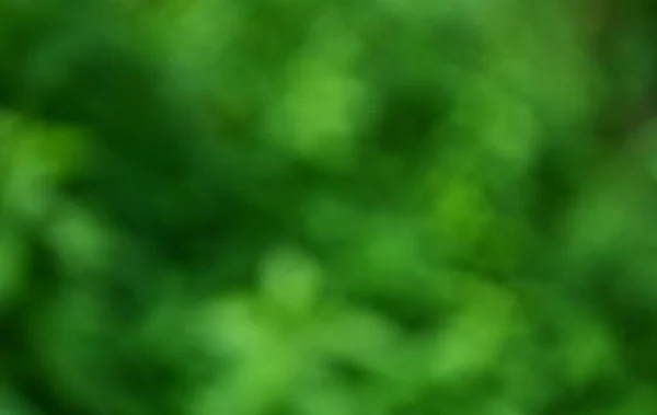 Розмитий Або Боке Зелений Фон Пишний Світлим Блиском Весни Текстура — стокове фото