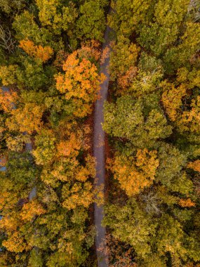 Hollanda yakınlarındaki bir gölün durgun sularına yansıyan sonbahar rengi