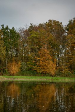 Hollanda yakınlarındaki bir gölün durgun sularına yansıyan sonbahar rengi