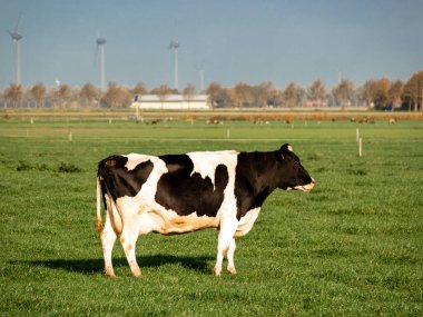 Hollanda Flevoland Noordoostpolder yakınlarındaki yeşil çayırda Hollanda İnekleri