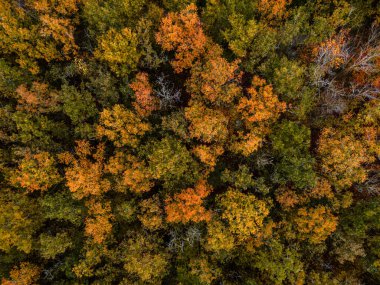 Hollanda yakınlarındaki bir gölün durgun sularına yansıyan sonbahar rengi