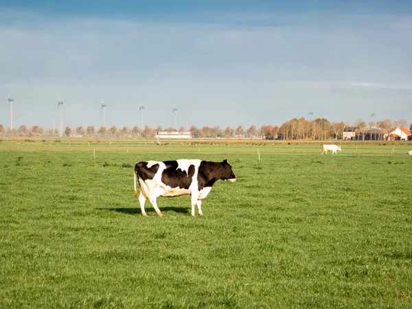 Holandské krávy na zelené louce u Flevolandu Nizozemsko Noordoostpolder — Stock fotografie