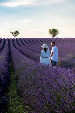 Provence, gün batımında lavanta tarlası, Valensole Platosu Provence Fransa lavanta tarlaları