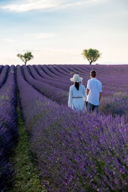Provence, gün batımında lavanta tarlası, Valensole Platosu Provence Fransa lavanta tarlaları