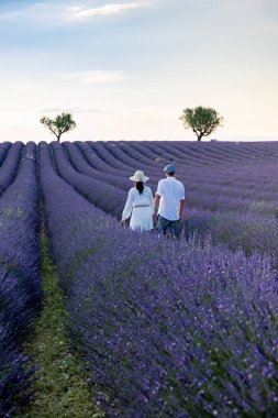 Provence, gün batımında lavanta tarlası, Valensole Platosu Provence Fransa lavanta tarlaları
