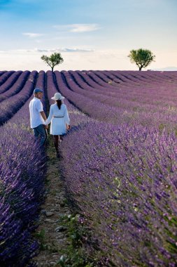 Provence, gün batımında lavanta tarlası, Valensole Platosu Provence Fransa lavanta tarlaları
