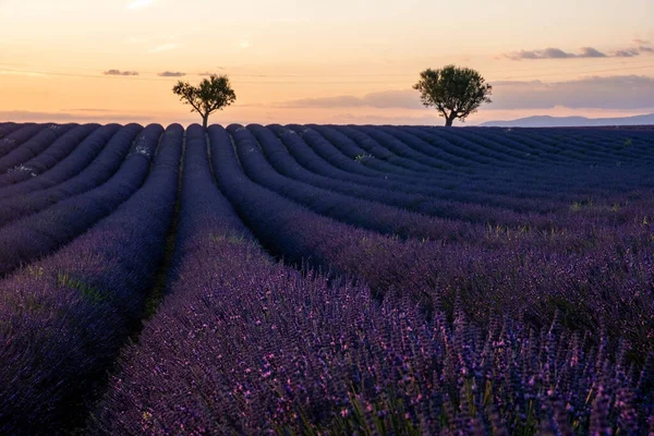 Prowansja, Lawenda o zachodzie słońca, Valensole Plateau Prowansja Francja kwitnące pola lawendy — Zdjęcie stockowe