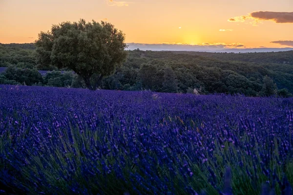 Levendula mezők Ardeche-ben, Délkelet-Franciaországban — Stock Fotó