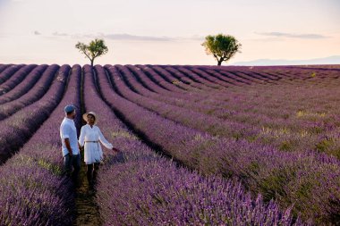 Provence, gün batımında lavanta tarlası, Valensole Platosu Provence Fransa lavanta tarlaları