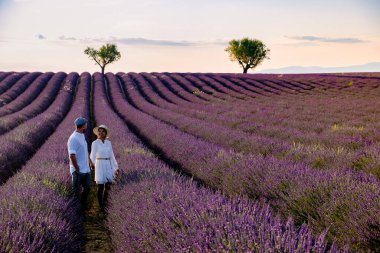Provence, gün batımında lavanta tarlası, Valensole Platosu Provence Fransa lavanta tarlaları