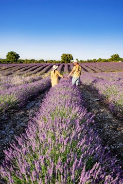Lavender fields in Ardeche in southeast France clipart