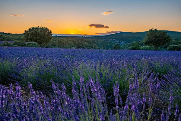 Лавандовые поля в Ардеше на юго-востоке Франции — стоковое фото