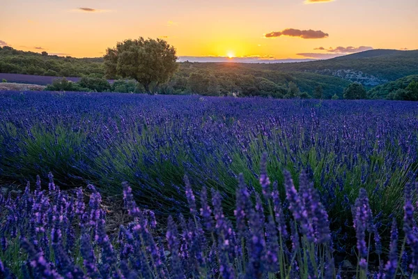 Лавандовые поля в Ардеше на юго-востоке Франции — стоковое фото