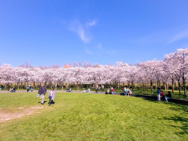 Amsterdam 'da çiçek açan pembe Japon kiraz bahçesi Bloesempark - Amsterdamse Bos Hollanda