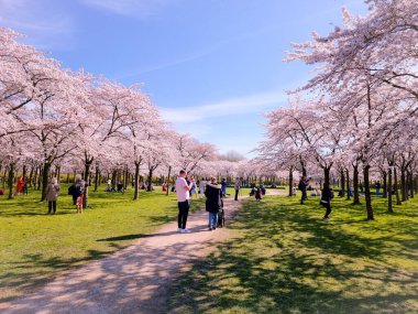 Amsterdam 'da çiçek açan pembe Japon kiraz bahçesi Bloesempark - Amsterdamse Bos Hollanda