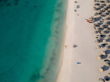 Aruba 'da Kartal Sahili kıyısında palmiye ağaçları