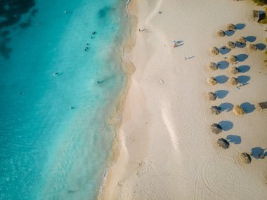 Aruba 'da Kartal Sahili kıyısında palmiye ağaçları