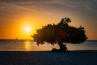 Aruba 'daki Kartal Sahili kıyısında Divi Dalış Ağaçları