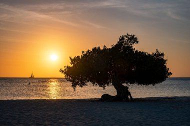 Aruba 'daki Kartal Sahili kıyısında Divi Dalış Ağaçları