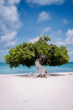 Divi Dive Trees on the shoreline of Eagle Beach in Aruba clipart