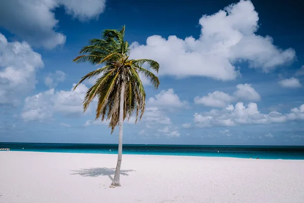 Palmetrær på kystlinjen av Eagle Beach i Aruba – stockfoto