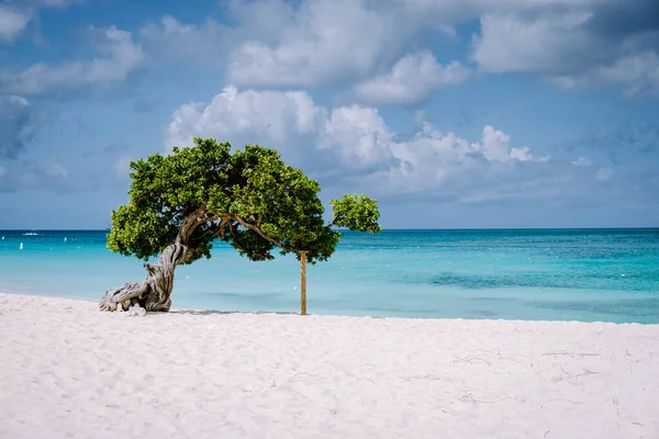 Divi potápěčské stromy na pobřeží Eagle Beach v Arubě — Stock fotografie