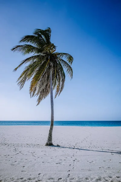 Palmen am Strand von Eagle Beach auf Aruba — Stockfoto