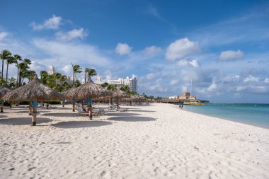 Palm Beach Aruba, muhteşem tropikal plaj, okyanusa dalan palmiye ağacı, altın kum ve mavi gökyüzü.